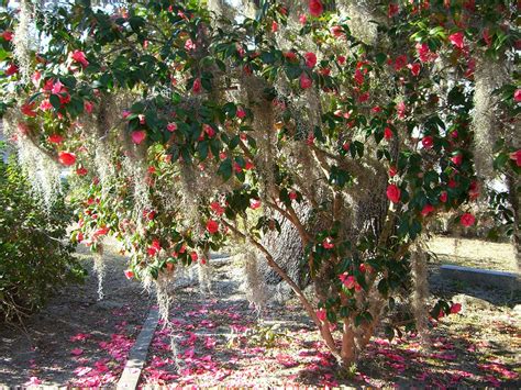 Camellia Bush | Bonaventure Cemetery, Savannah Georgia | Dizzy Girl | Flickr