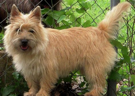 Cairn Terrier - Puppies, Rescue, Pictures, Information, Temperament, Characteristics | Animals ...