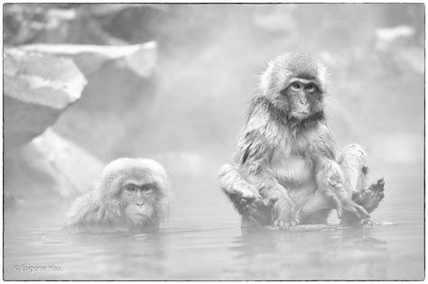 Snow Monkeys on Behance