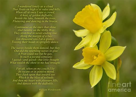 Daffodils Poem By William Wordsworth Photograph by Olga Hamilton ...