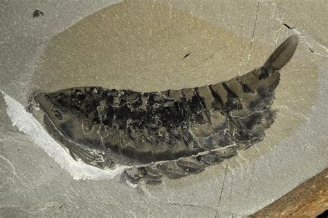 'Mother Lode' of Amazingly Preserved Fossils Discovered in Canada ...