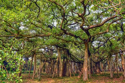 Unveiling India's Best Kept Secret: The World's Largest Banyan Tree ...