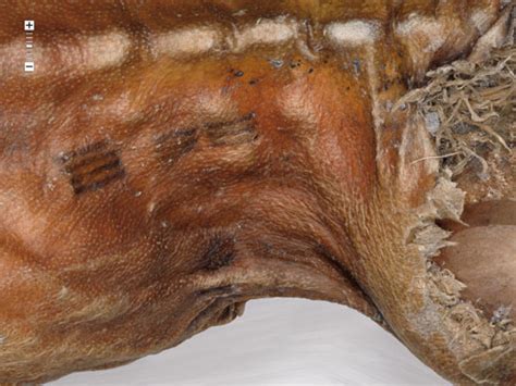 Ötzi the iceman: Up close and personal | New Scientist