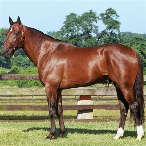 Standardbred Horse Info, Origin, History, Pictures