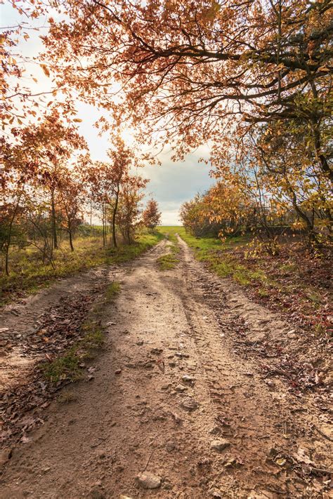 Dirt Road Pictures | Download Free Images on Unsplash