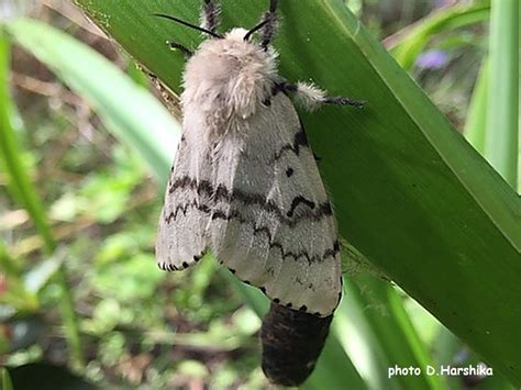 The Gypsy Moth and caterpillar, Lymantria dispar | Wildlife Insight