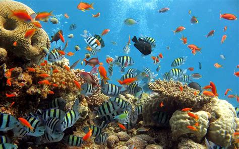 80 Pemandangan Bawah Laut Indonesia Yang Indah - Riset