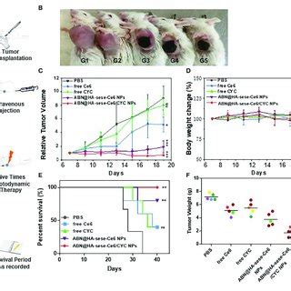 | Anti-tumor effects in breast cancer bearing mice model. (A) Schematic ...