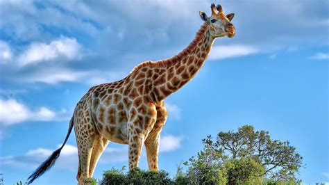 3840x2160 Giraffe 4K ,HD 4k Wallpapers,Images,Backgrounds,Photos and Pictures