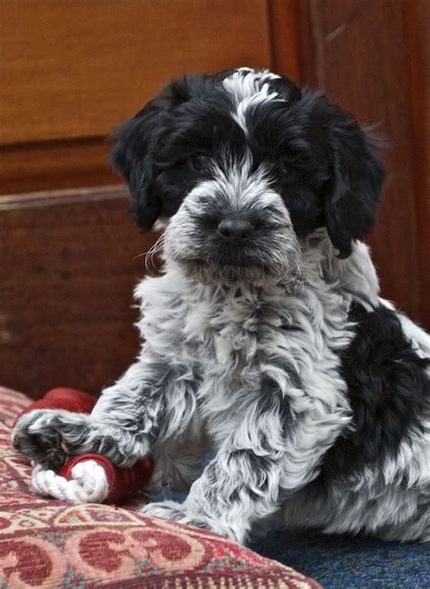 cockapoo blue roan - Google Search | Puppies, Havanese puppies, Yorkshire terrier puppies