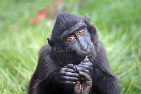 The Celebes Crested Macaque Macaca Nigra Stock Image - Image of baby, black: 256077735