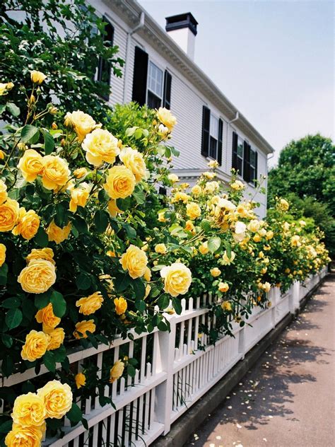 This is so pretty. Love the yellow roses along the fence. Garden Care ...