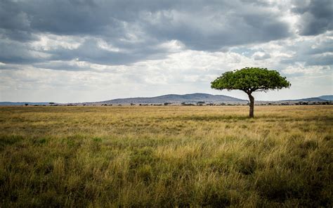 Deeper Africa | Maasai Mara Wildlife Conservancies Association