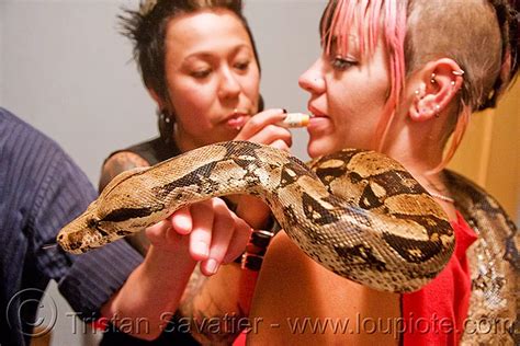 pet boa snake, melody and moa the boa, boa constrictor, pet snake ...