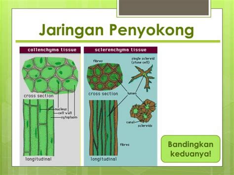 Jaringan Penyokong - Kolenkim & Sklerenkim Beserta Gambarnya