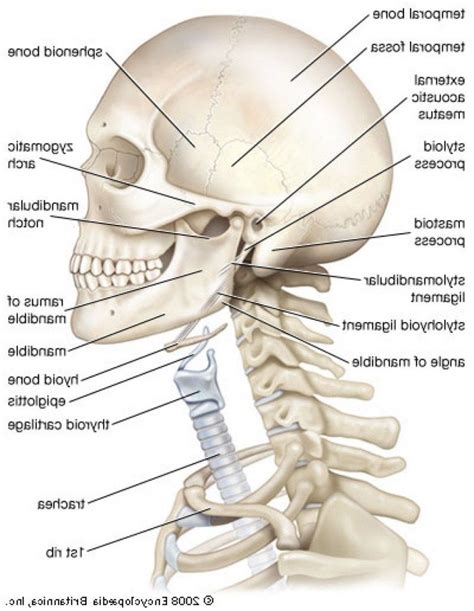 Throat And Neck Anatomy - koibana.info | Anatomy bones, Human body ...