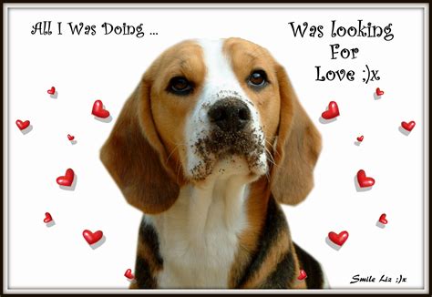 Beagle Puppy Quotes | Beagle Puppy