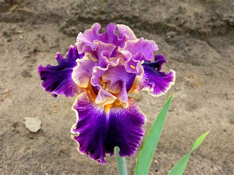 How to Grow and Care for Bearded Iris Plants