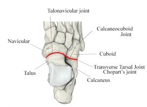 Midfoot Arch Support and the Posterior Tibialis - DOCTORS OF RUNNING