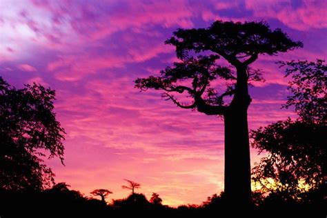 Madagascar Sunset | Madagascar Wildlife & Rainforest | Pinterest