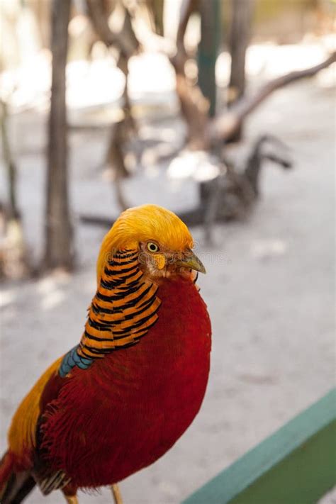 Male Golden Pheasant Also Called the Chinese Pheasant or Chrysolophus Pictus Stock Photo - Image ...