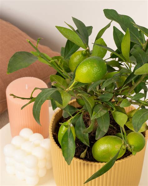 Citrus Lemon Tree | Citrus x Limon | Prickle Plants