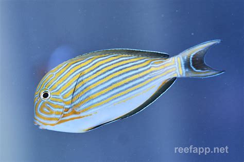 Acanthurus lineatus (Clown Tang)