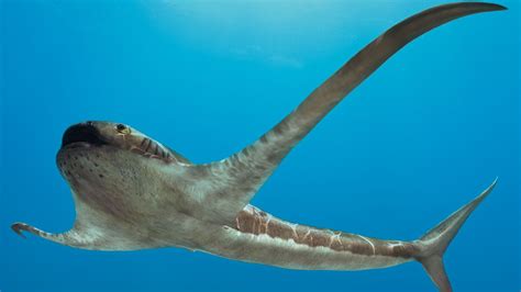 Aquilolamna milarcae is a newly discovered cretaceous shark, with extremely long fins like ...