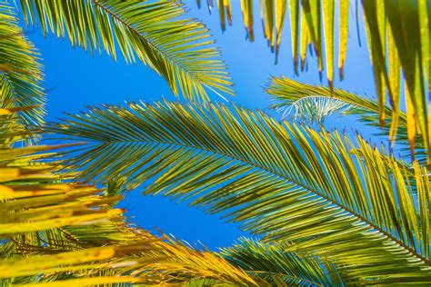 Palm Tree Leaves Free Stock Photo - Public Domain Pictures