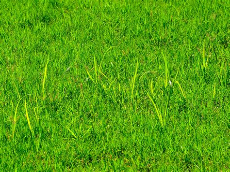 Ask A Master Gardener: Controlling Yellow Nutsedge in Lawns