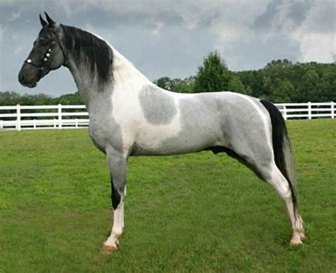 8 Cool Facts You Didn’t Know About The Tennessee Walker Horse – Horse ...