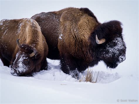 Bison Grazing - Scott Walton Photographs