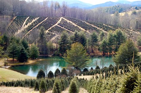 20 Best Christmas Tree Farm Near Me in the USA | TouristSecrets