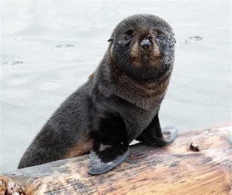 Baby Fur Seals Watching in New Zealand 2024 - Rove.me