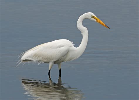 Garza blanca (Aves de Melgar-Girardot ) · NaturaLista Colombia