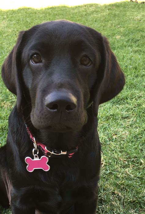 English Lab Puppies Oregon - Purebred Labrador Retriever Puppies For Sale in Oregon - English ...