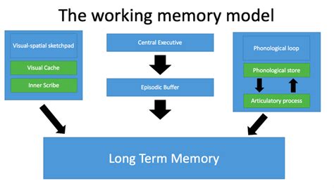 The working memory model Diagram | Quizlet