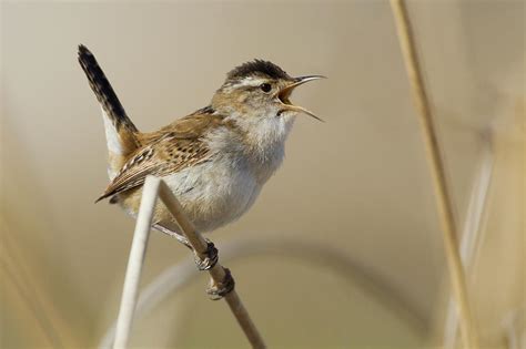 Marsh Wren, Territory Song Photograph by Ken Archer - Fine Art America