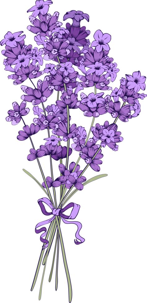 Lavender PNG Images HD | PNG All