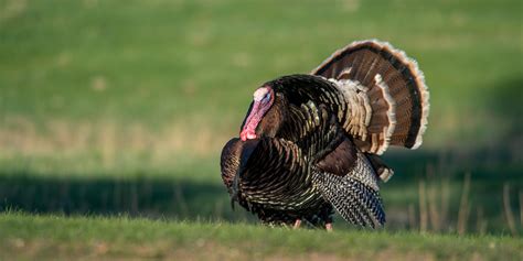 Turkey - Nebraska Game & Parks Commission