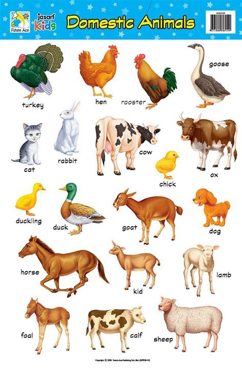 Animals, Domestic; Farm Animals