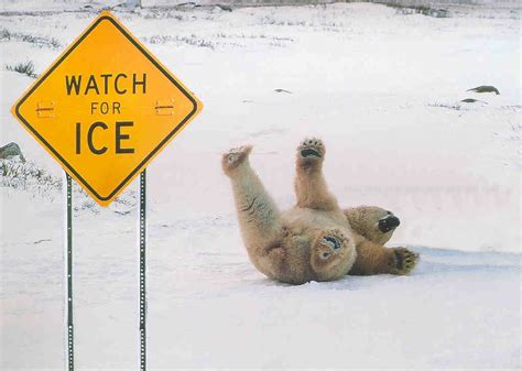 PopVids: Polar bear slips on ice.