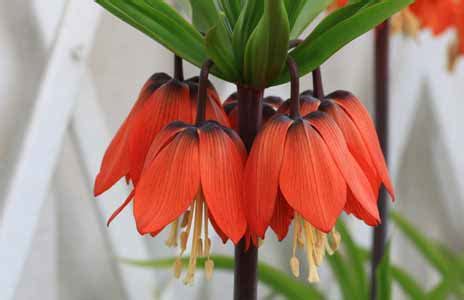 How To Grow Fritillaria Bulbs Planting And Growing Instructions