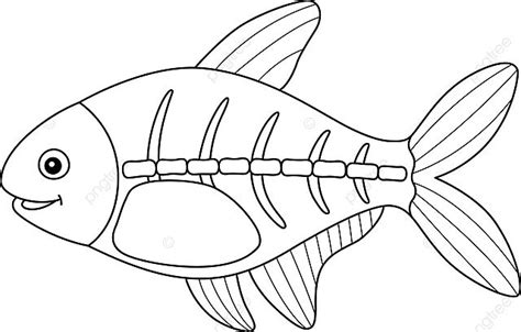 X Ray Fish Animal Coloring Page For Kids Educational X Ray Tetra Line Vector, Cat Drawing, Fish ...