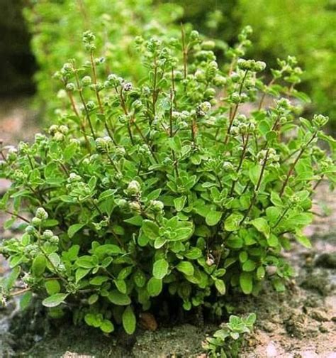 Sweet Marjoram - The Homestead Garden