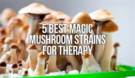 5 Best Magic Mushroom Strains For Therapy - dmtcartsofficial.com