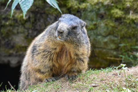 Groundhog Sitting at the Entrance To the Burrow Stock Photo - Image of nature, groundhogs: 269606908