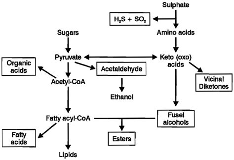 Yeast Fermentation Equation