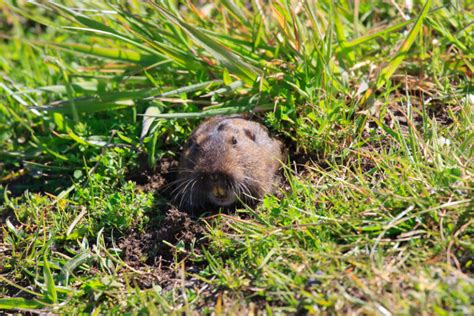 Pocket Gophers and Voles – Pest Control