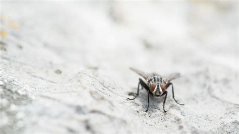 How to deal with a fly infestation in your business? | Elis France